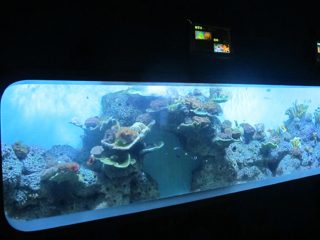 Mākslīgais akrila cilindrisks caurspīdīgs zivju akvārijs / skats